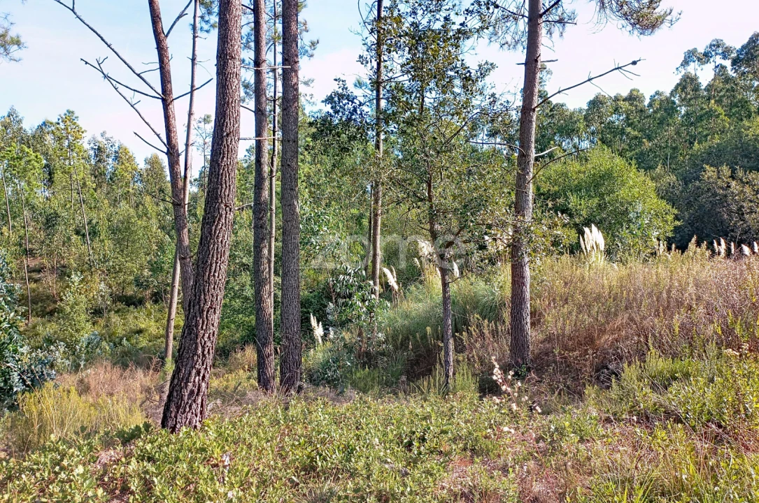 Terreno para Venda em Marrazes e Barosa Foto 4