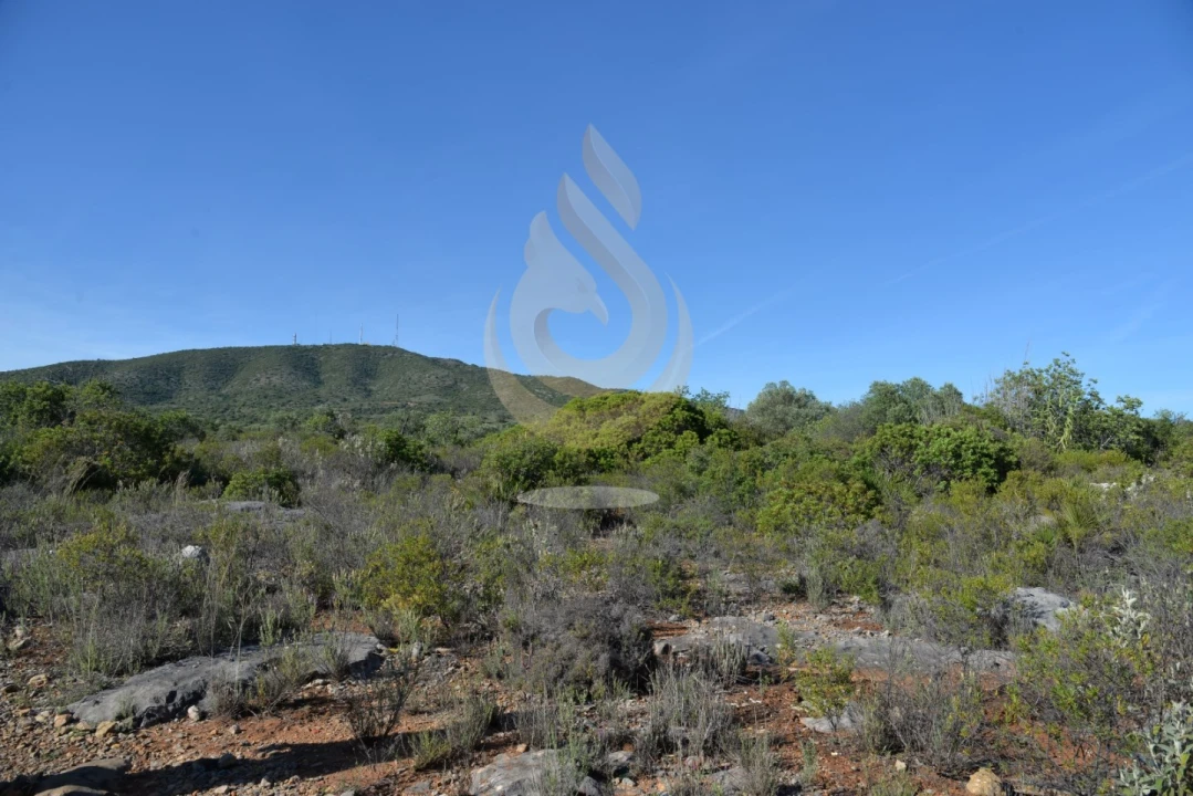 Terreno Agricola ou Rústico para Venda em Conceição e Estoi Foto 5