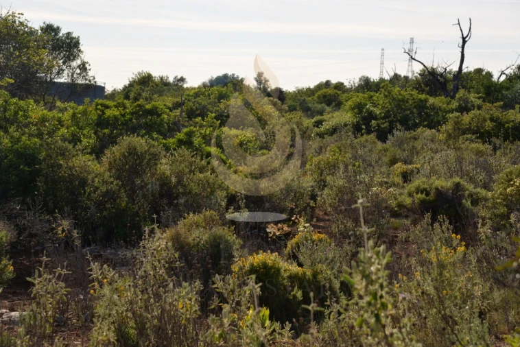 Terreno Agricola ou Rústico para Venda em Conceição e Estoi Foto 16