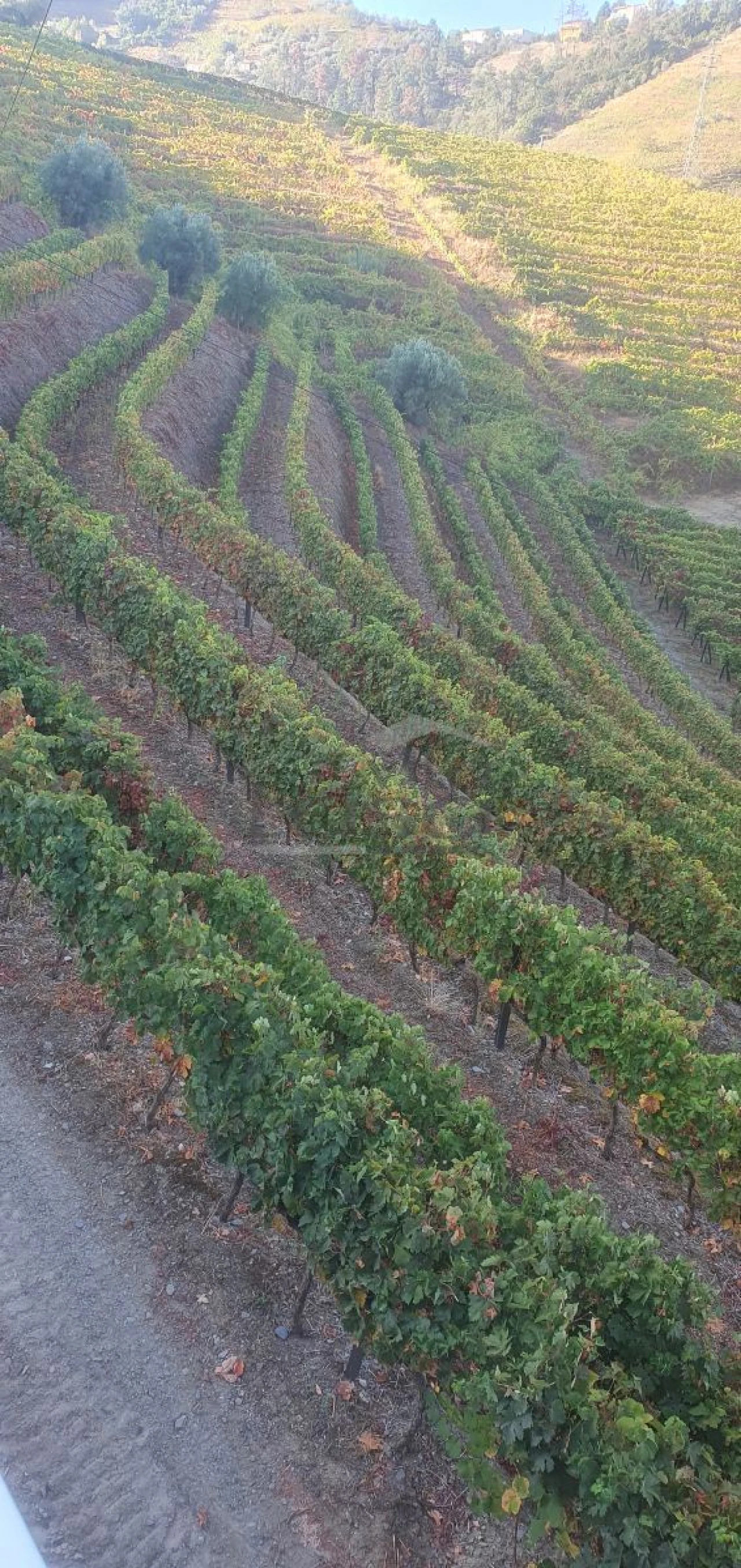 Quinta T5 para Venda em Abaças Foto 6