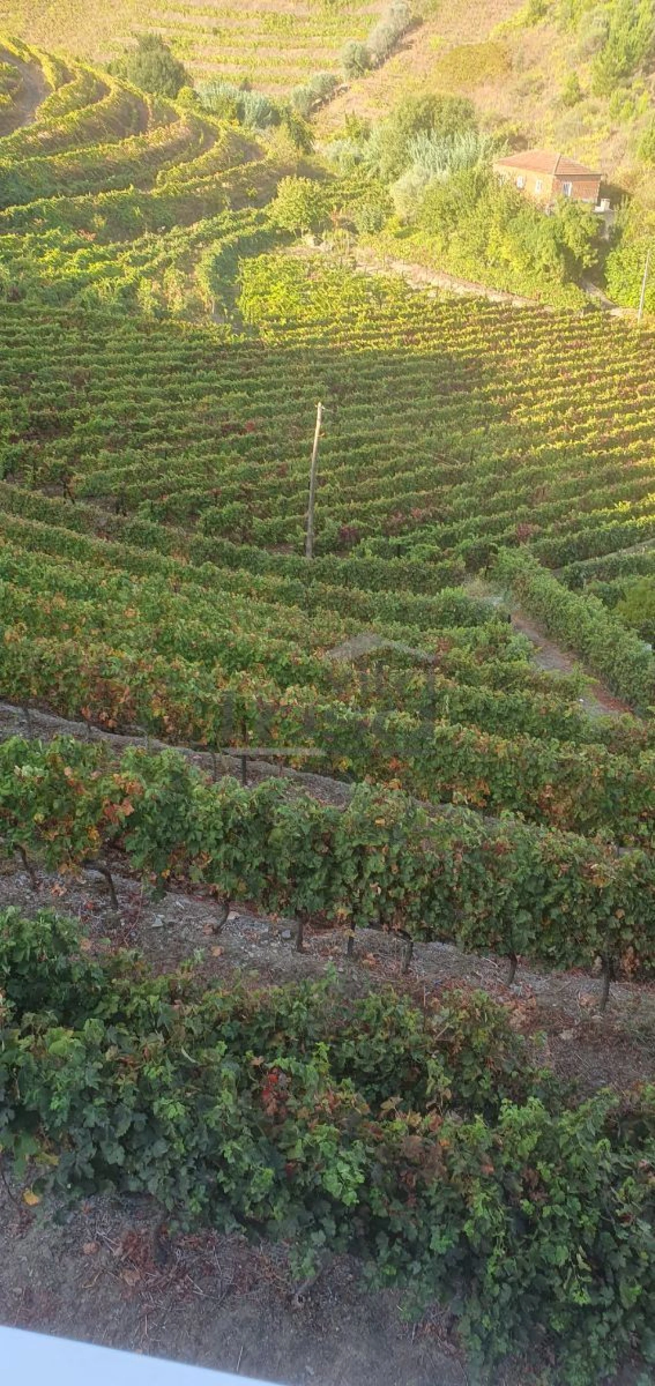 Quinta T5 para Venda em Abaças Foto 7