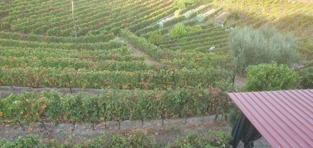 Quinta T5 para Venda em Abaças Foto 4