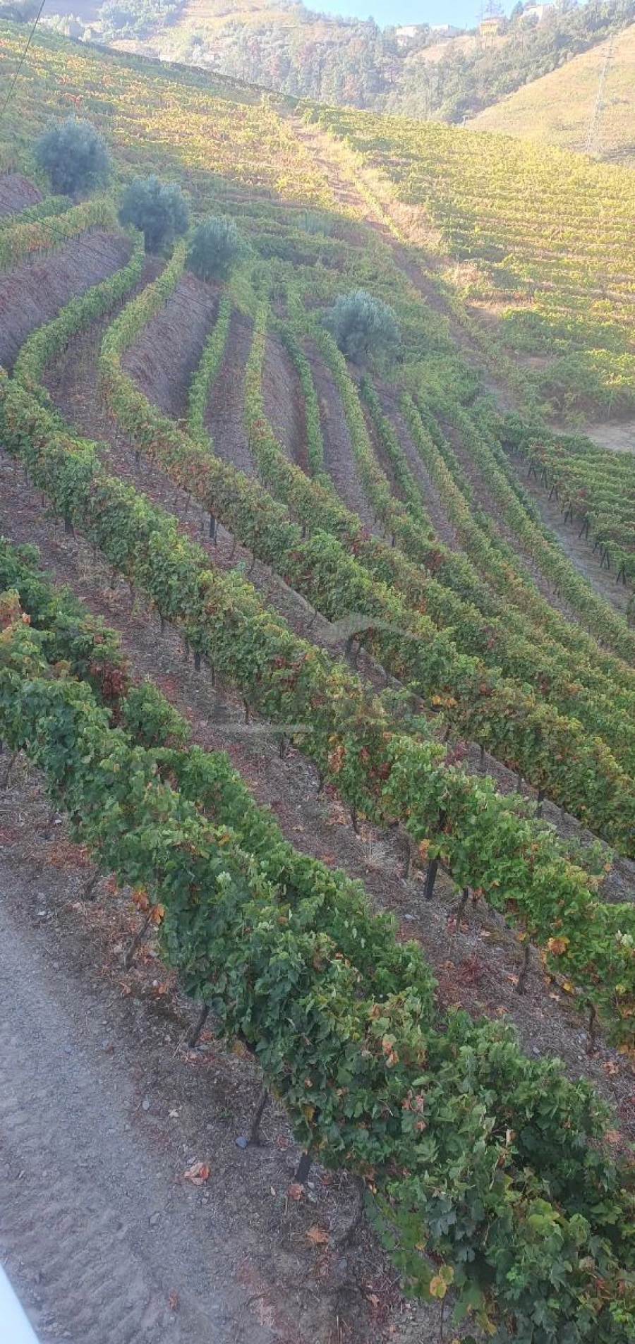 Quinta T5 para Venda em Abaças Foto 6