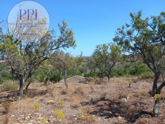 Terreno para Venda em Barão de São Miguel Foto 16