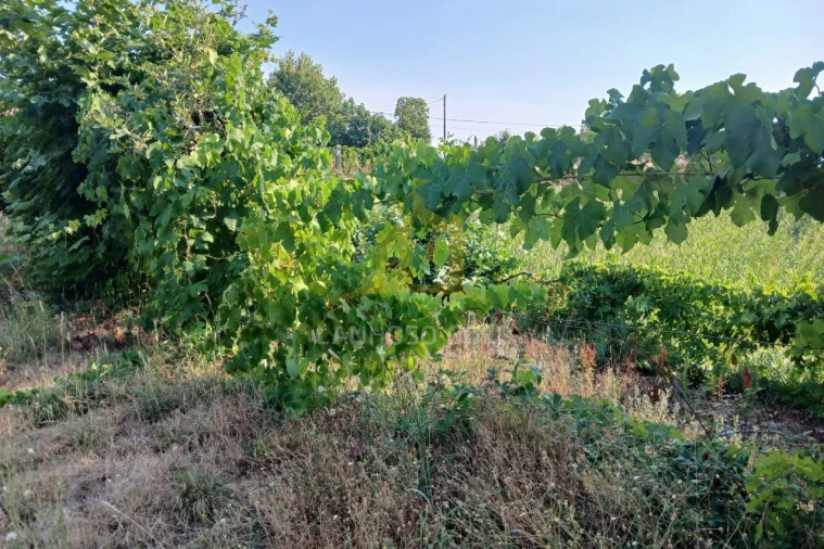 Moradia T3 para Venda em Calvos e Frades Foto 17