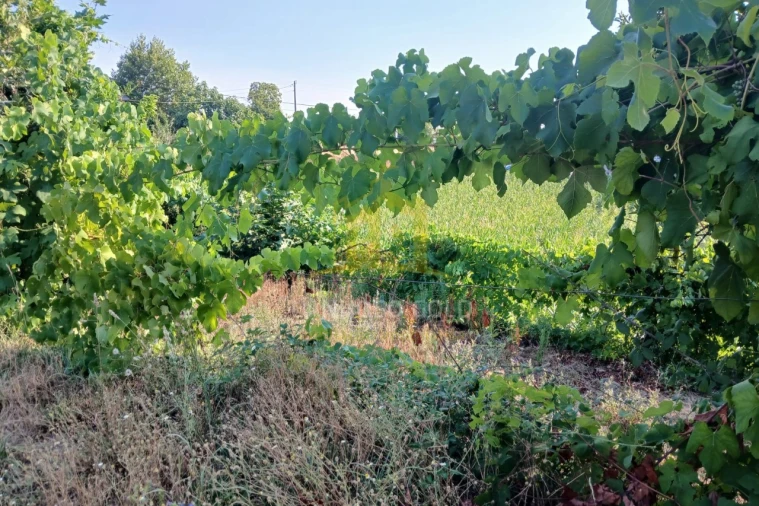 Moradia T3 para Venda em Calvos e Frades Foto 19