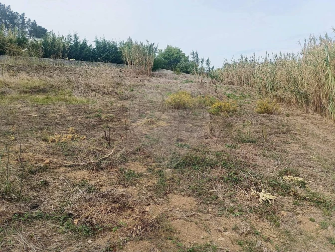 Terreno para Venda em Colares Foto 7