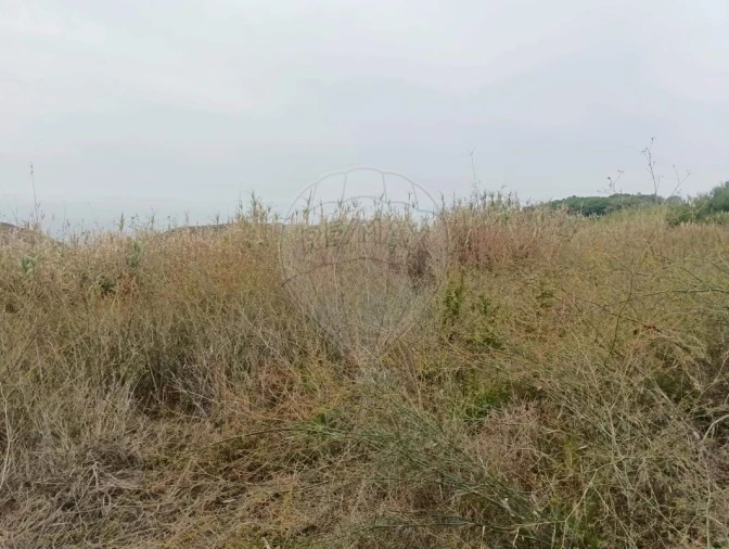 Terreno para Venda em Colares Foto 4