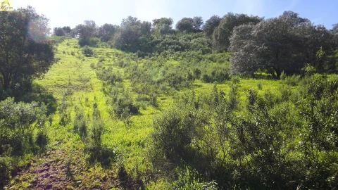 Terreno Agricola ou Rústico para Venda em Azinhal