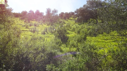 Terreno Agricola ou Rústico para Venda em Azinhal