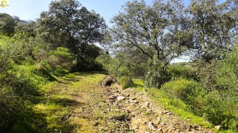 Terreno Agricola ou Rústico para Venda em Azinhal