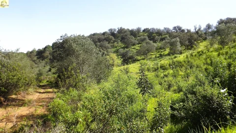 Terreno Agricola ou Rústico para Venda em Azinhal