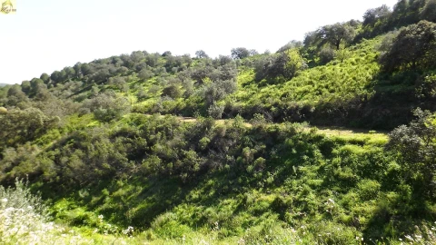 Terreno Agricola ou Rústico para Venda em Azinhal