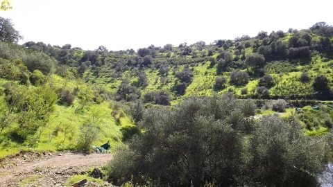 Terreno Agricola ou Rústico para Venda em Azinhal