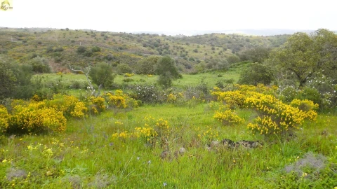 Terreno Agricola ou Rústico para Venda em Azinhal