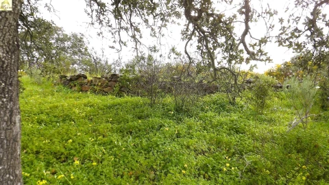 Terreno Agricola ou Rústico para Venda em Azinhal