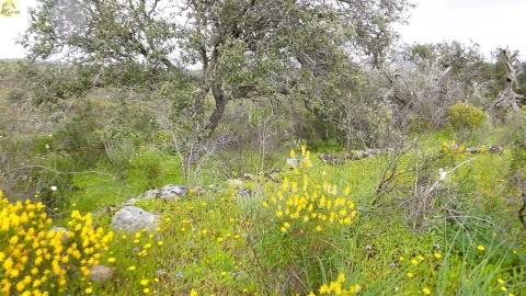 Terreno Agricola ou Rústico para Venda em Azinhal