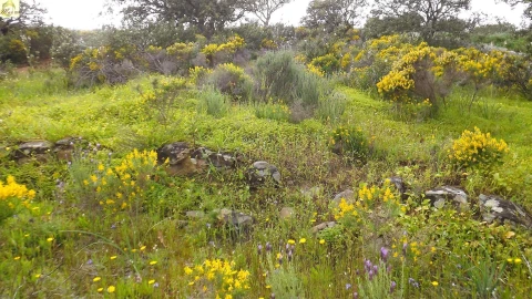 Terreno Agricola ou Rústico para Venda em Azinhal