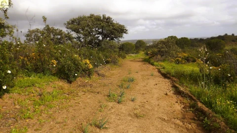 Terreno Agricola ou Rústico para Venda em Azinhal