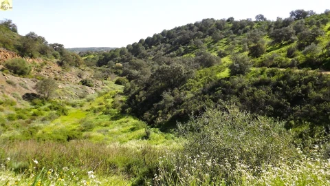 Terreno Agricola ou Rústico para Venda em Azinhal