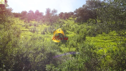 Terreno Agricola ou Rústico para Venda em Azinhal