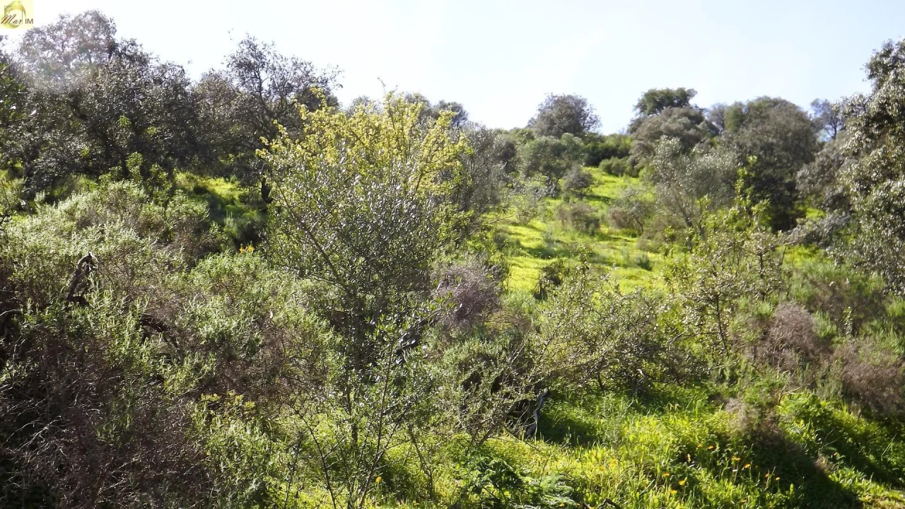 Terreno Agricola ou Rústico para Venda em Azinhal Foto 19