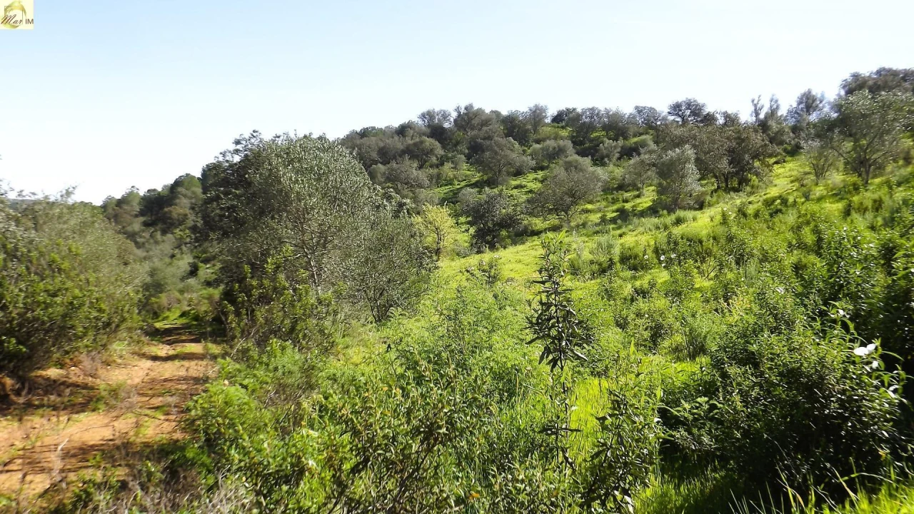 Terreno Agricola ou Rústico para Venda em Azinhal Foto 22