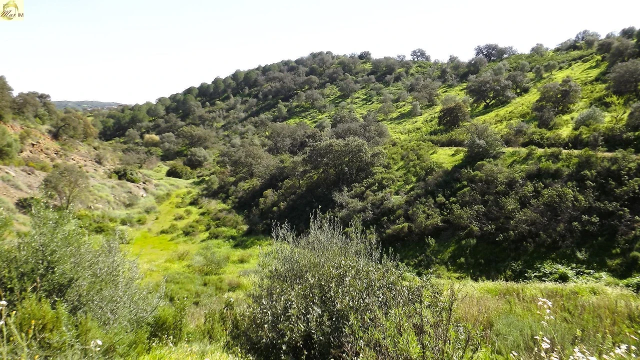 Terreno Agricola ou Rústico para Venda em Azinhal Foto 31