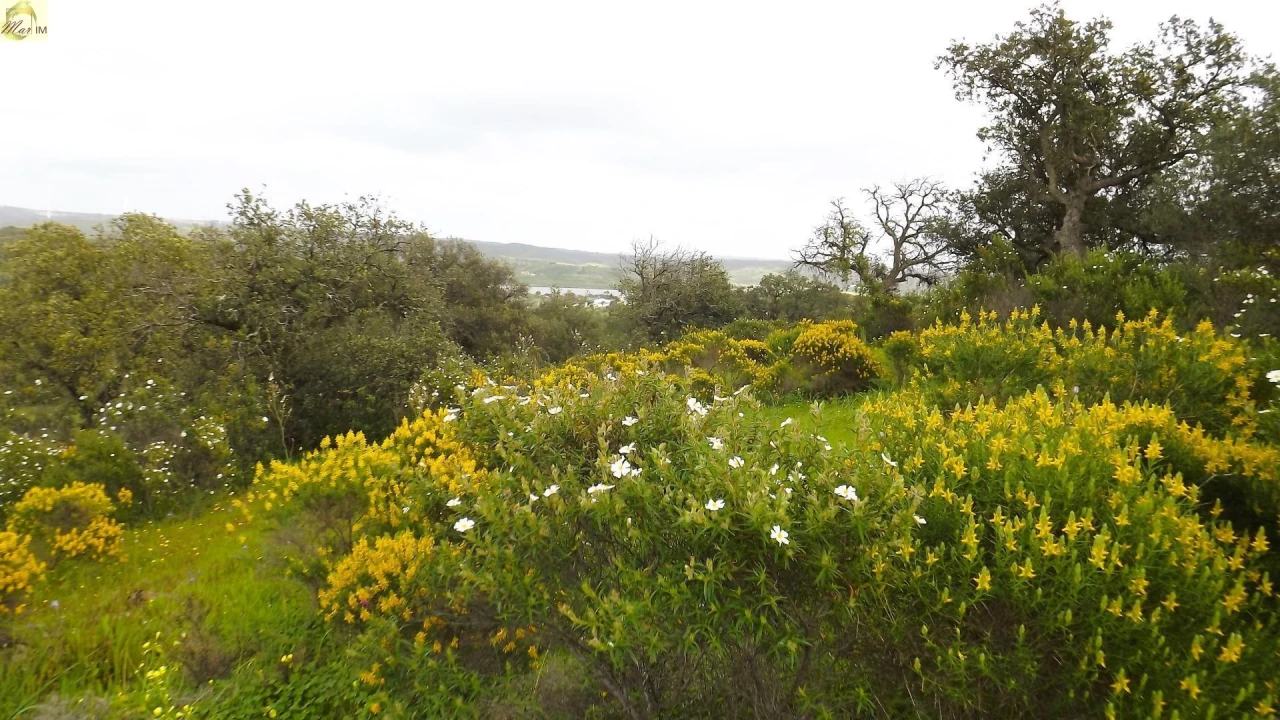 Terreno Agricola ou Rústico para Venda em Azinhal Foto 42