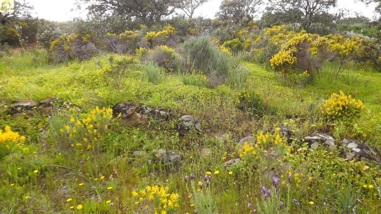 Terreno Agricola ou Rústico para Venda em Azinhal Foto 46