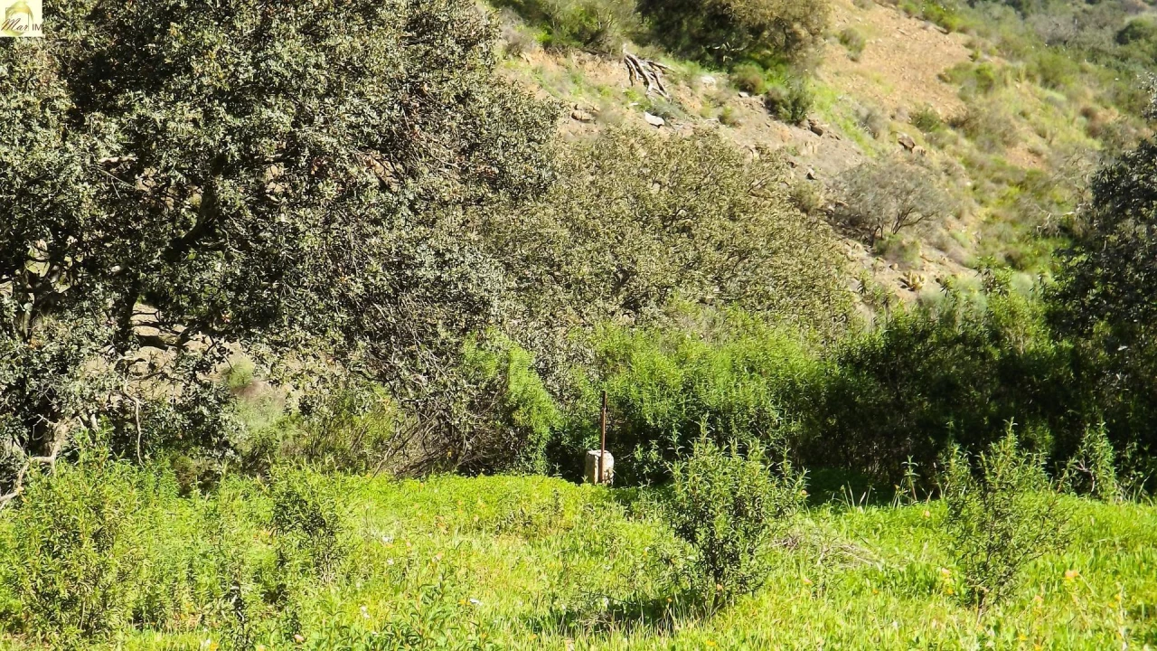 Terreno Agricola ou Rústico para Venda em Azinhal Foto 12
