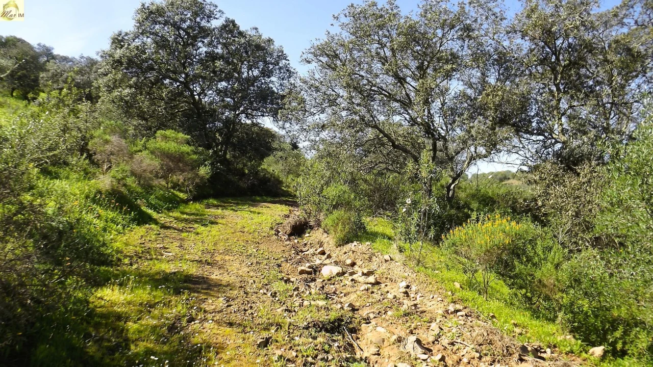 Terreno Agricola ou Rústico para Venda em Azinhal Foto 18
