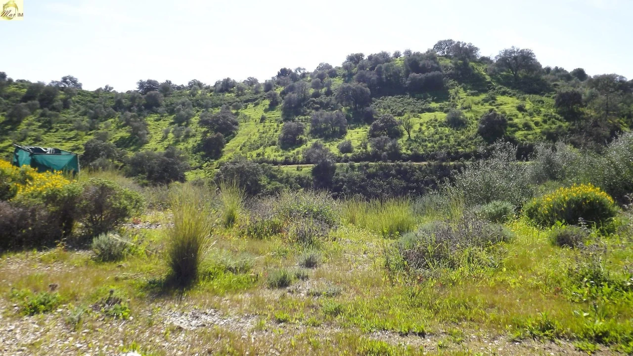 Terreno Agricola ou Rústico para Venda em Azinhal Foto 34