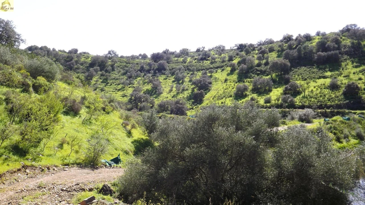 Terreno Agricola ou Rústico para Venda em Azinhal Foto 40