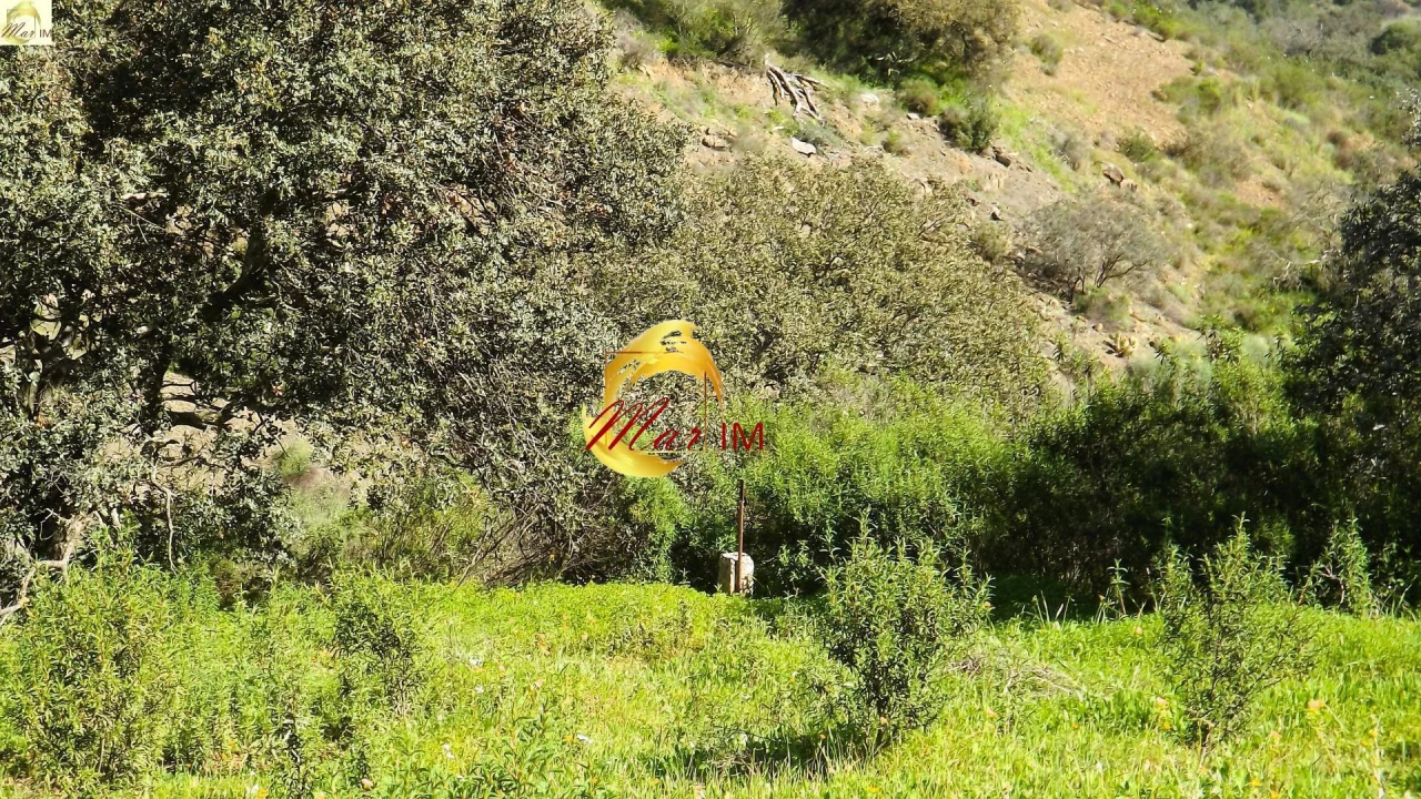 Terreno Agricola ou Rústico para Venda em Azinhal Foto 13
