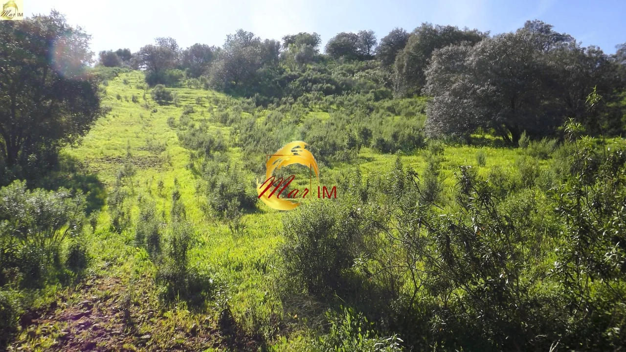 Terreno Agricola ou Rústico para Venda em Azinhal Foto 15