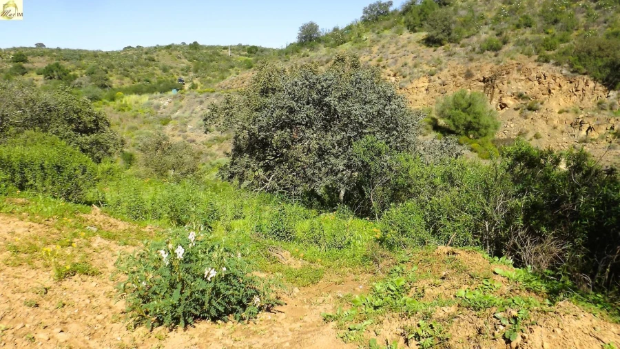 Terreno Agricola ou Rústico para Venda em Azinhal Foto 13