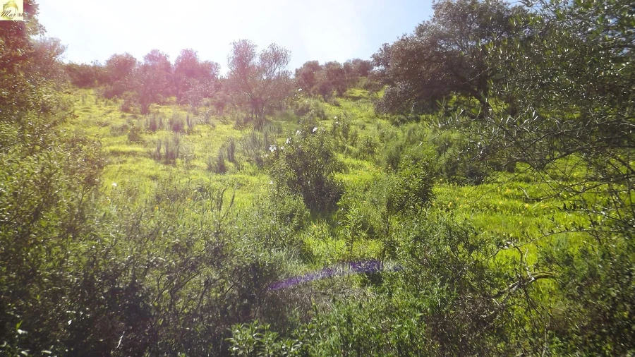 Terreno Agricola ou Rústico para Venda em Azinhal Foto 14