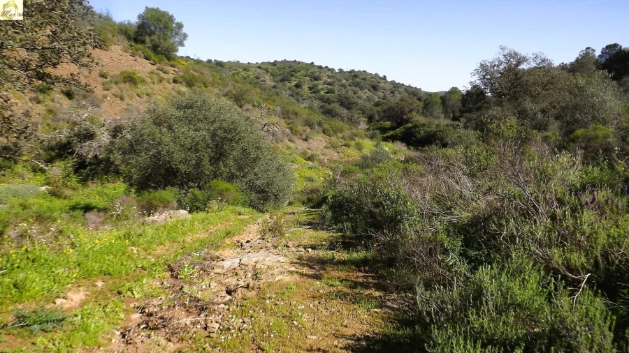 Terreno Agricola ou Rústico para Venda em Azinhal Foto 17
