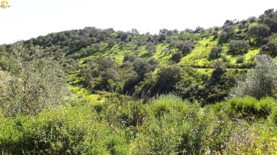 Terreno Agricola ou Rústico para Venda em Azinhal Foto 32