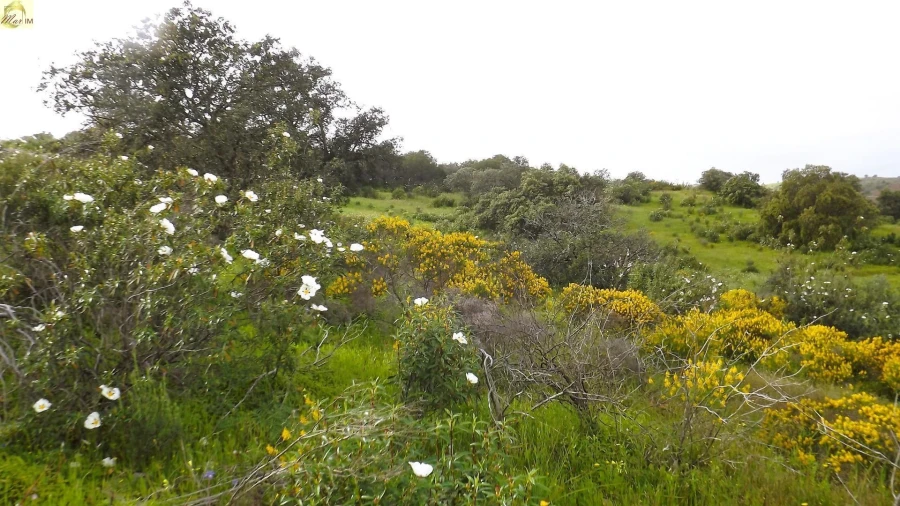 Terreno Agricola ou Rústico para Venda em Azinhal Foto 43