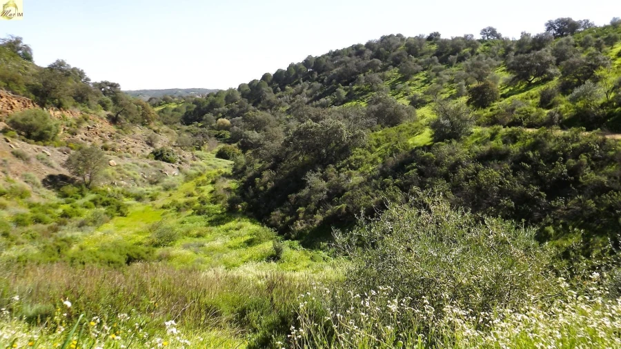 Terreno Agricola ou Rústico para Venda em Azinhal Foto 7