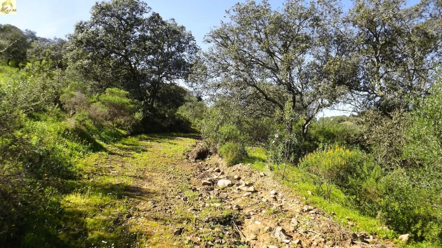 Terreno Agricola ou Rústico para Venda em Azinhal Foto 18