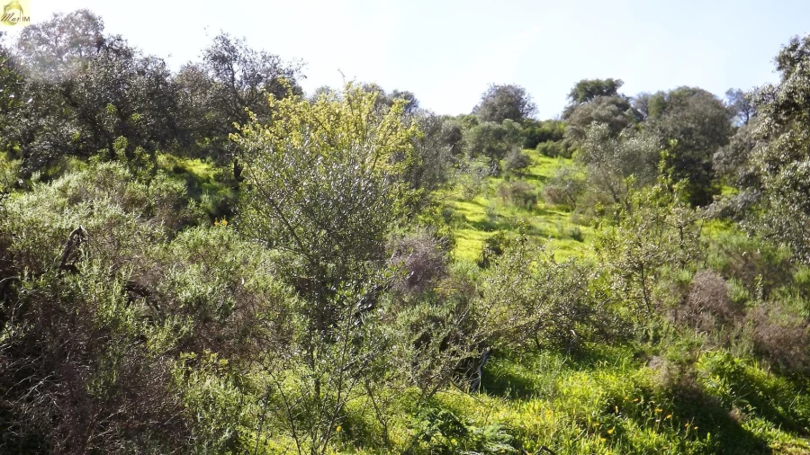 Terreno Agricola ou Rústico para Venda em Azinhal Foto 21