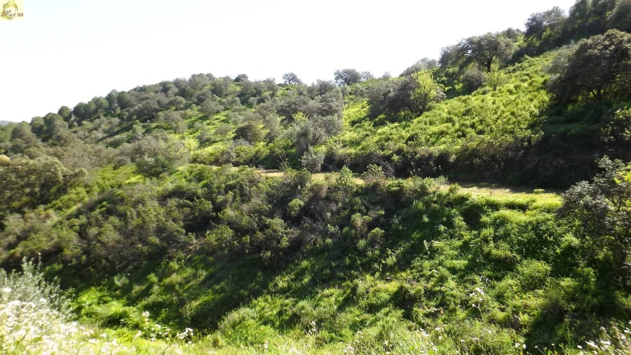 Terreno Agricola ou Rústico para Venda em Azinhal Foto 31