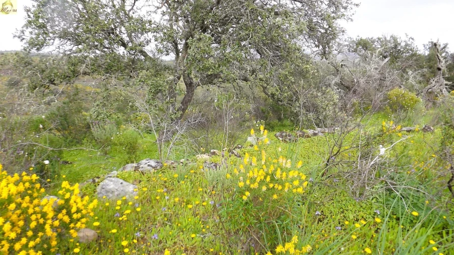 Terreno Agricola ou Rústico para Venda em Azinhal Foto 46