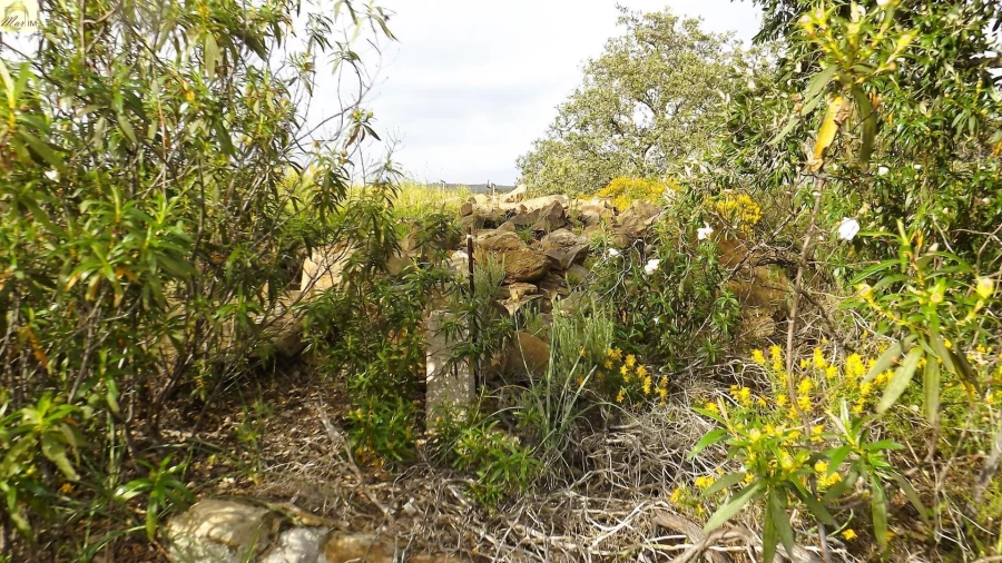 Terreno Agricola ou Rústico para Venda em Azinhal Foto 50