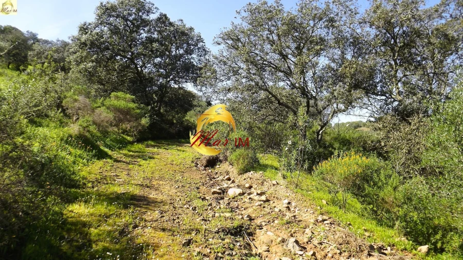 Terreno Agricola ou Rústico para Venda em Azinhal Foto 19