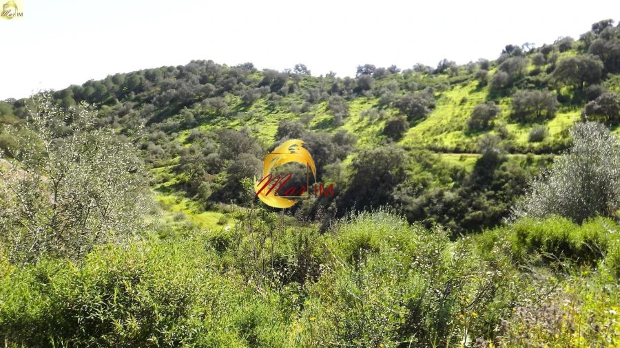 Terreno Agricola ou Rústico para Venda em Azinhal Foto 34