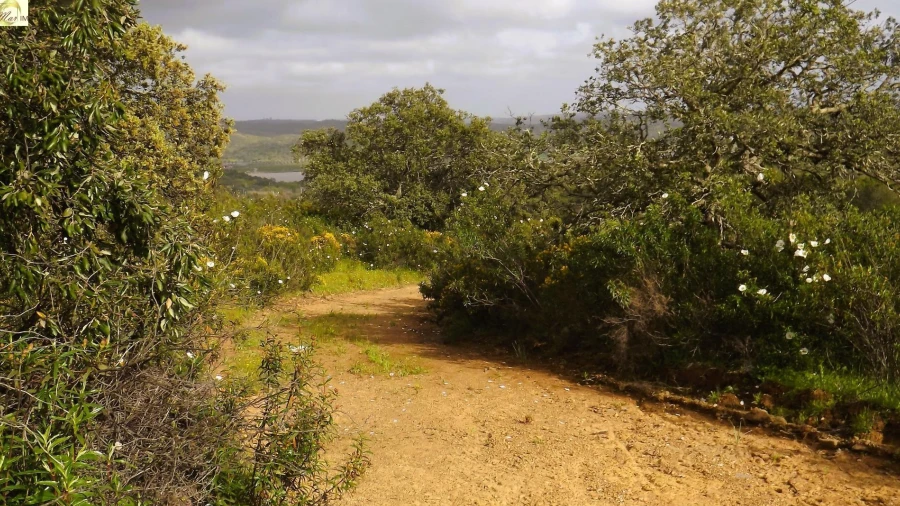 Terreno Agricola ou Rústico para Venda em Azinhal